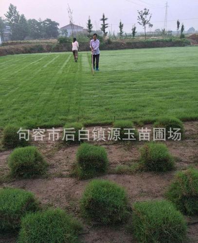 句容源玉苗圃 榉树、血榉、金丝榔与沙榔树8公分以上苗木价格及厂家全景解析