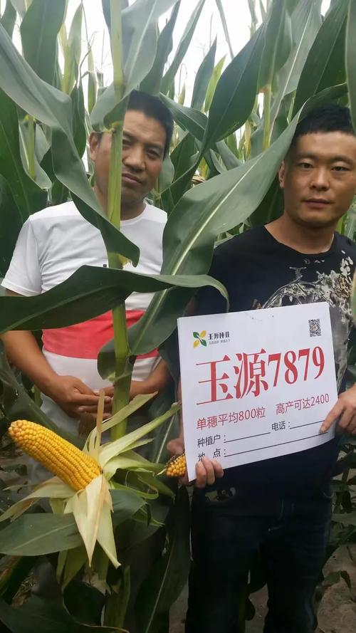 玉源7879 玉米地里的“特种部队”，粒深质优产量高，一家种了十家找
